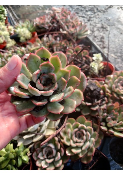 2'li Echeveria ‘lipstick’ Mini Sukulent- Canlı Kırmızı Kenarlı Etli Yaprak, Saksıda Masaüstü Bitkisi fiyatları