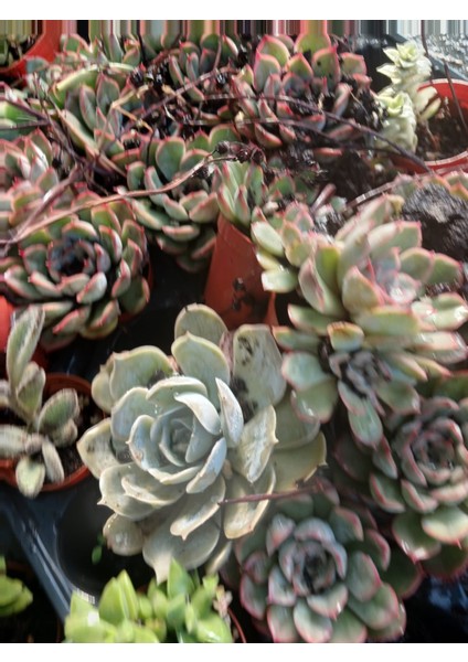 2'li Echeveria ‘lipstick’ Mini Sukulent- Canlı Kırmızı Kenarlı Etli Yaprak, Saksıda Masaüstü Bitkisi modelleri