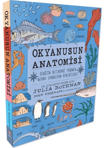 Okyanusun Anatomisi