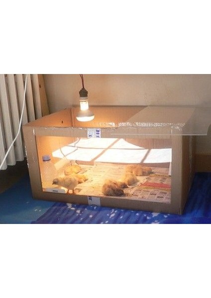 Şeffaf Renk / Infrared Civciv, Buzağı , Kuzu Isıtıcı Lamba - Ampul 250 Watt