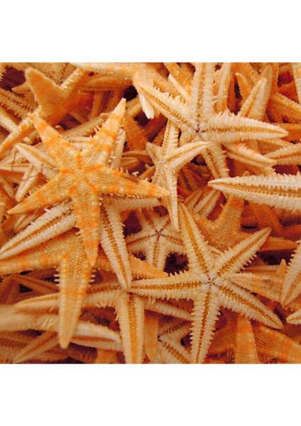 Iri Deniz Yıldızı Seti, 100 Adet, 7X10CM, Kahverengi, Dekoratif ve Doğal Görünüm