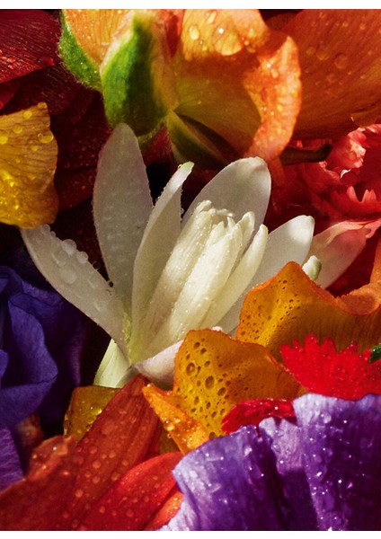 Aqua Allegoria Florabloom Edp 75 ml Kadın Parfüm fırsatları