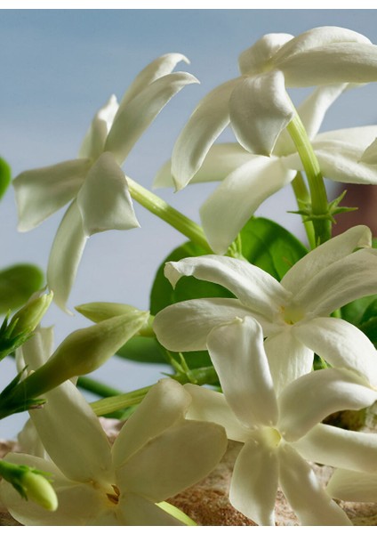 Q By Dolce&gabbana Parfum 50ML fırsatları