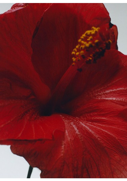 Red Hibiscus Cologne Intense 100ML modelleri
