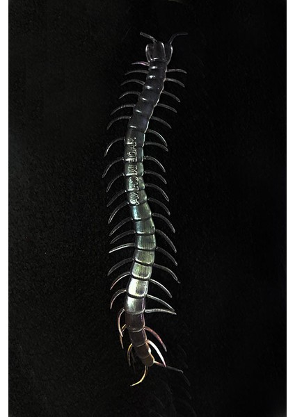 Karanlıkta Parlayan Fosforlu Kırkayak fiyatları