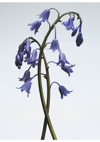 Wild Bluebell Cologne 100ML modelleri