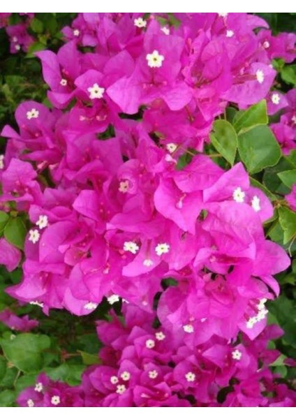 Pembe Begonvil Fidanı