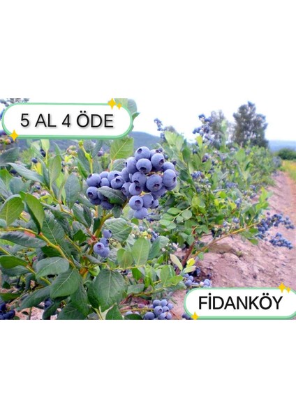 Blueberry Likaba Yaban Mersini Maviyemiş