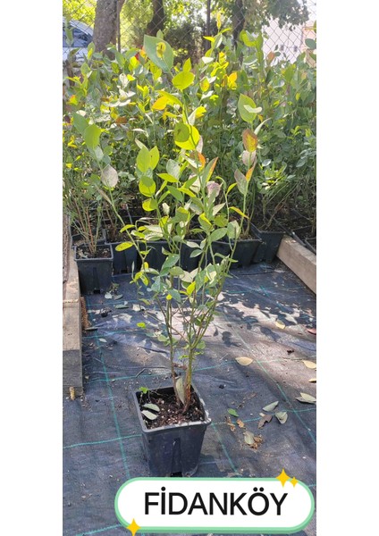 Blueberry Likaba Yaban Mersini Maviyemiş fiyatları