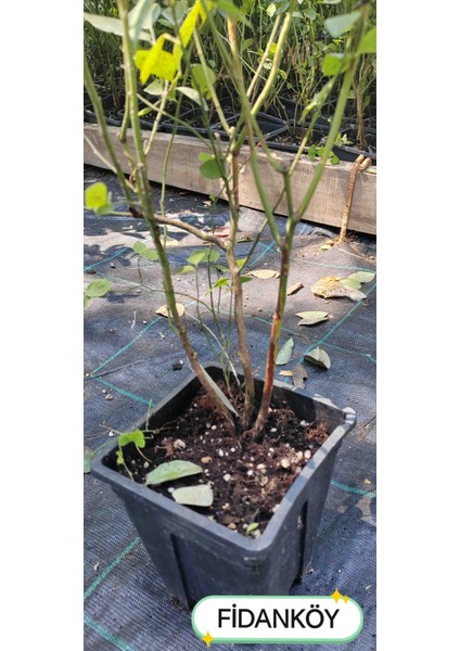 Blueberry Likaba Yaban Mersini Maviyemiş modelleri