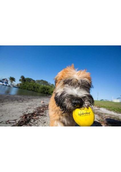 Suya Zıplayan Köpek Topu, Eğlence ve Hareket Için Mükemmel Oyuncak fiyatları