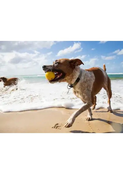 Suya Zıplayan Köpek Topu, Eğlence ve Hareket Için Mükemmel Oyuncak modelleri