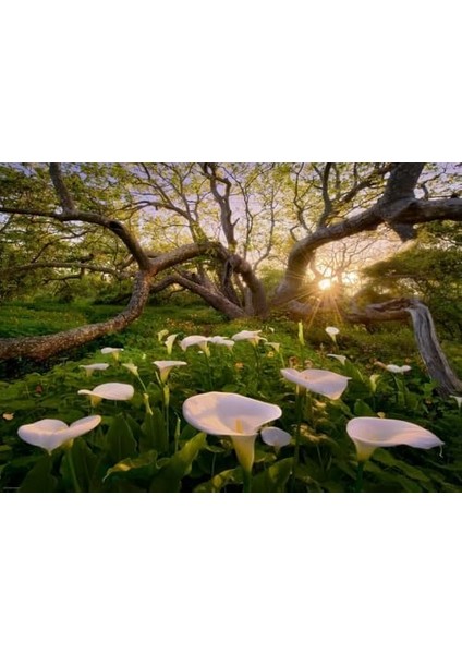 1000 Parçalık Calla Clearing Puzzle - Marc Adamus - Magic Forests fiyatları