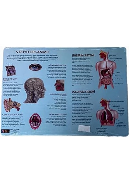 2'li Eğitici Puzzle Set Türkiye Haritası 50 Parça ve Insan Anatomisi 60 Parça fiyatları