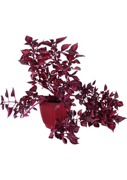 Çingene Şalvarı (Iresine Herbstii) Fidanı 10-20 cm