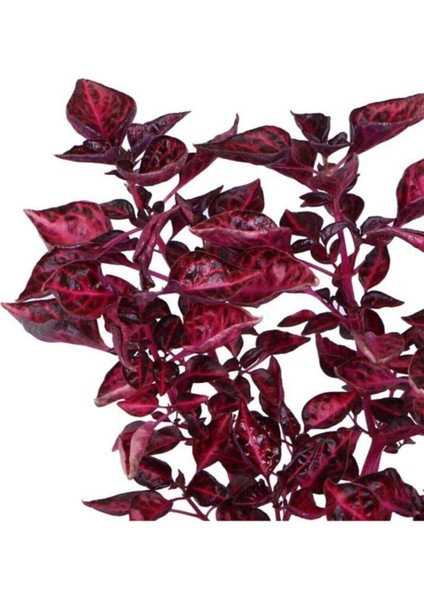 Çingene Şalvarı (Iresine Herbstii) Fidanı 10-20 cm fiyatları
