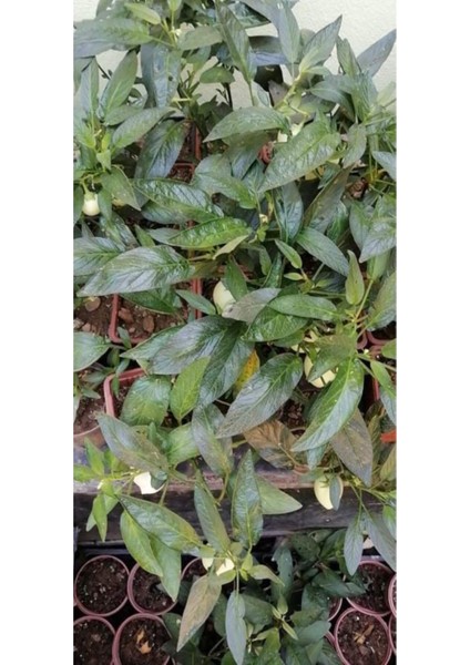 2 Adet Pepino Fidanı 1 Adet Sarmaşık Gül Fidanı 35 40 Santim Arası fiyatları