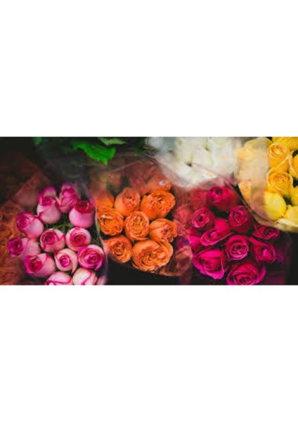 2 Adet Pepino Fidanı 1 Adet Sarmaşık Gül Fidanı 35 40 Santim Arası modelleri