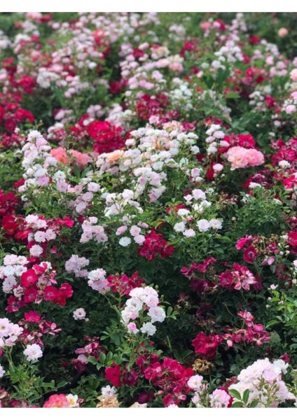 2 Adet Pepino Fidanı 1 Adet Sarmaşık Gül Fidanı 35 40 Santim Arası fırsatları