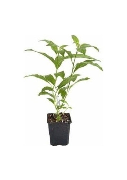 Cestrum Nocturnum Kokulu Melisa Çiçeği (Kolonya Çiçeği) 15-25 cm