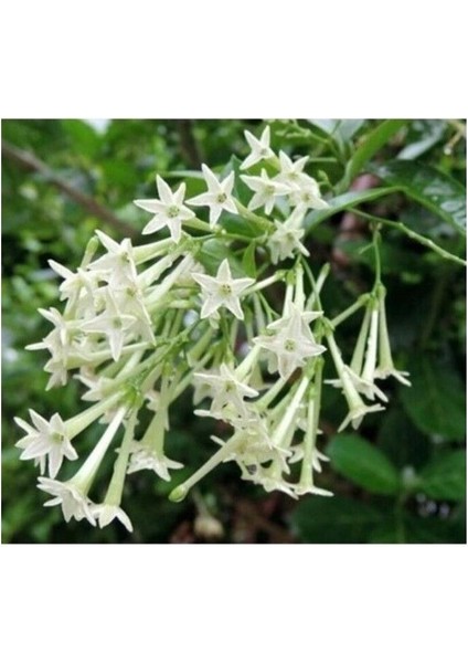 Cestrum Nocturnum Kokulu Melisa Çiçeği (Kolonya Çiçeği) 15-25 cm modelleri