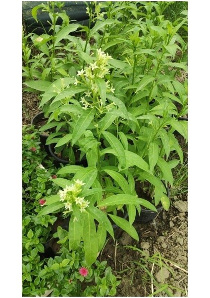 Cestrum Nocturnum Kokulu Melisa Çiçeği (Kolonya Çiçeği) 15-25 cm fırsatları