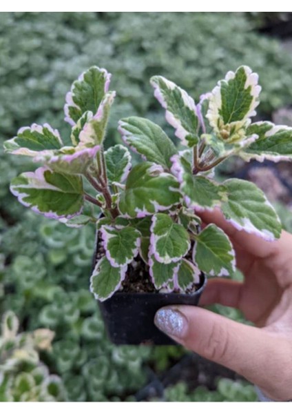 Alacalı Aromatik Kokulu (Plectranthus Forsteri) Benjamin Çiçeği modelleri