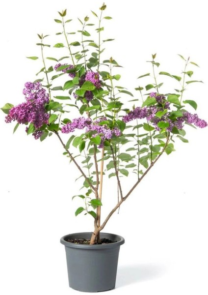 Mor Leylak Çiçeği Fidanı Saksılı/tüplü 40-60 cm Peyzaj Bitkisi fiyatları