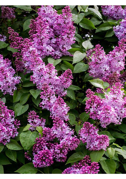 Mor Leylak Çiçeği Fidanı Saksılı/tüplü 40-60 cm Peyzaj Bitkisi modelleri