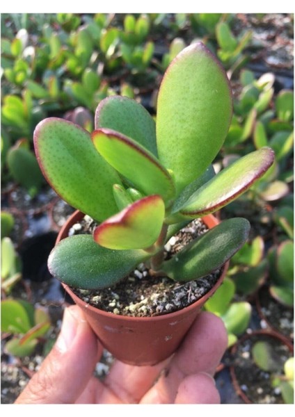 Para Ağacı Kaktüs Sukulent - Crassula Ovata - Para Çiçeği Ev Bitkisi