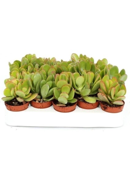 Para Ağacı Kaktüs Sukulent - Crassula Ovata - Para Çiçeği Ev Bitkisi fiyatları