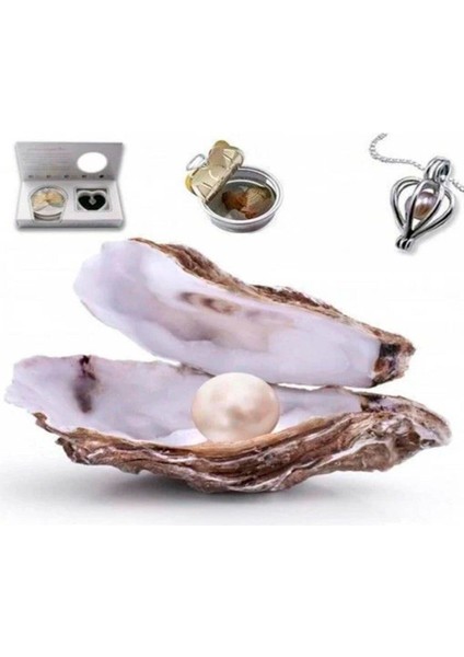 Sevgiliye Hediye Kutusunda 25CM Mor Ayıcık ve Istiridye Içinde Inci Kolye Romantik Hediye modelleri