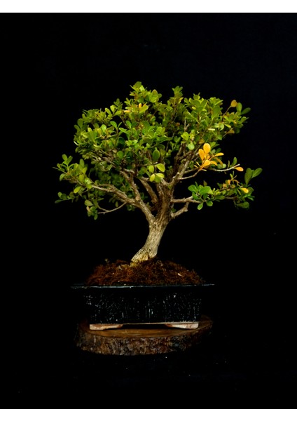 Şimşir Bonsai Yaklaşık 15 Yaşlarında