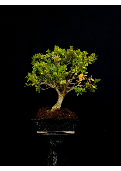 Şimşir Bonsai Yaklaşık 15 Yaşlarında fiyatları