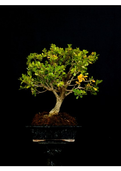 Şimşir Bonsai Yaklaşık 15 Yaşlarında modelleri