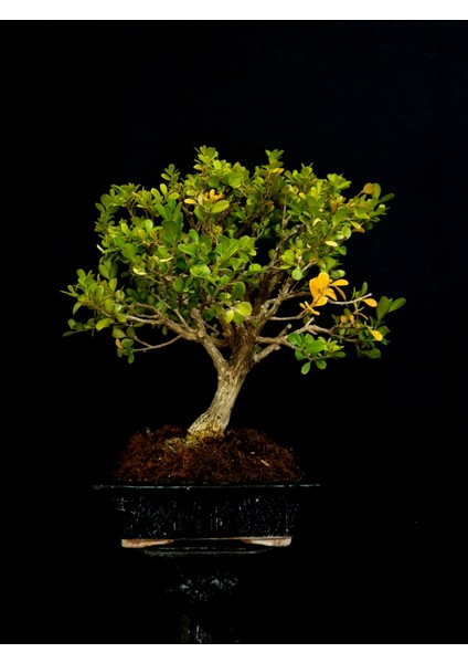 Şimşir Bonsai Yaklaşık 15 Yaşlarında fırsatları