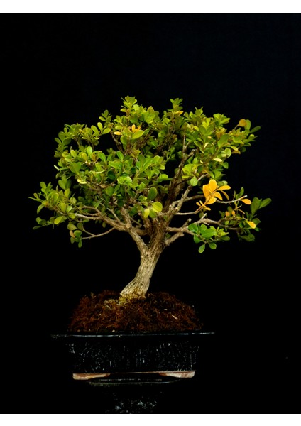 Şimşir Bonsai Yaklaşık 15 Yaşlarında indirimleri