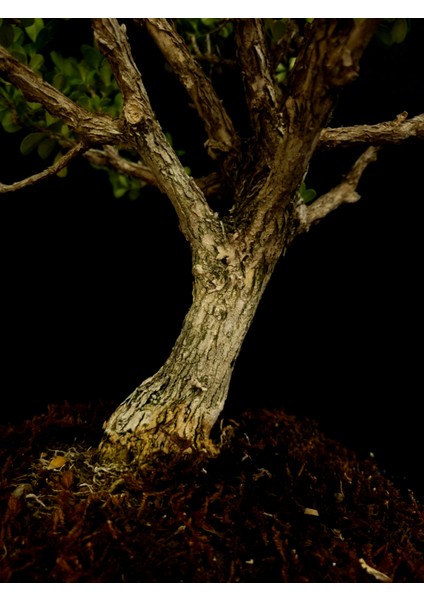 Şimşir Bonsai Yaklaşık 15 Yaşlarında