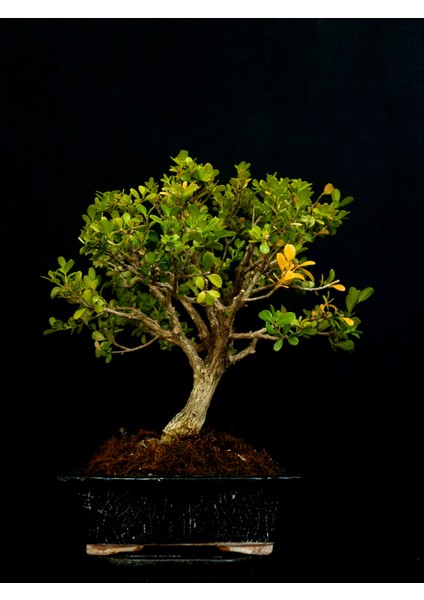 Şimşir Bonsai Yaklaşık 15 Yaşlarında