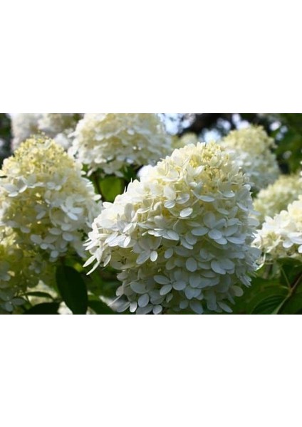 Ortanca Paniculata "annabelle Paniculata" Beyaz Çiçekli 1-2 Yaş Arası Tüplü