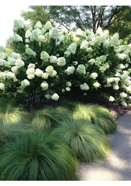 Ortanca Paniculata "annabelle Paniculata" Beyaz Çiçekli 1-2 Yaş Arası Tüplü fiyatları