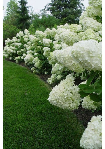 Ortanca Paniculata "annabelle Paniculata" Beyaz Çiçekli 1-2 Yaş Arası Tüplü modelleri