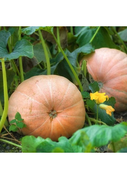 Mammoth Gold Altın Mamut Dev Balkabağı Tohumu fiyatları