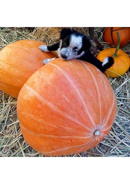 Mammoth Gold Altın Mamut Dev Balkabağı Tohumu modelleri