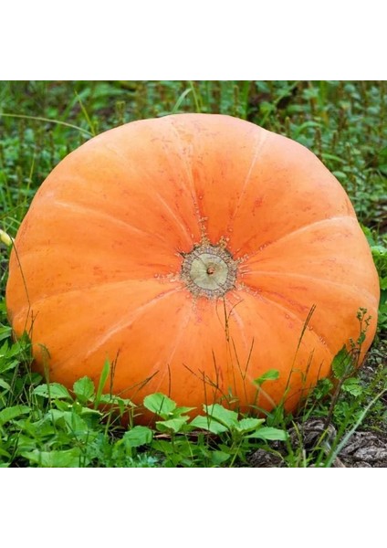 Mammoth Gold Altın Mamut Dev Balkabağı Tohumu fırsatları