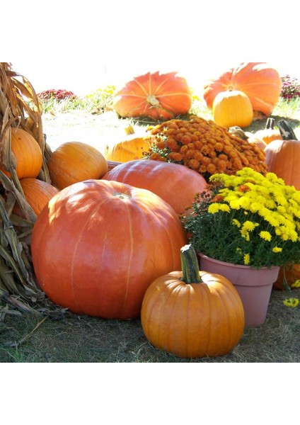 Mammoth Gold Altın Mamut Dev Balkabağı Tohumu indirimleri