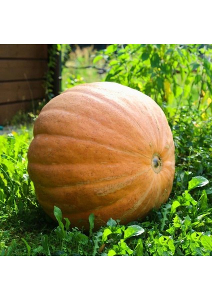 Mammoth Gold Altın Mamut Dev Balkabağı Tohumu