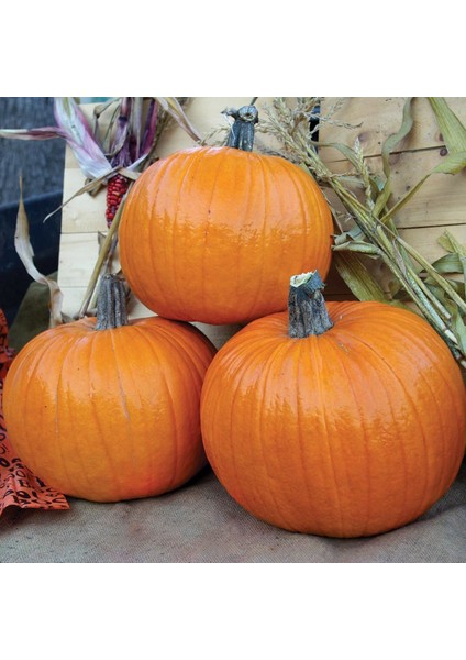 Spookie Balkabağı Tohumu indirimleri