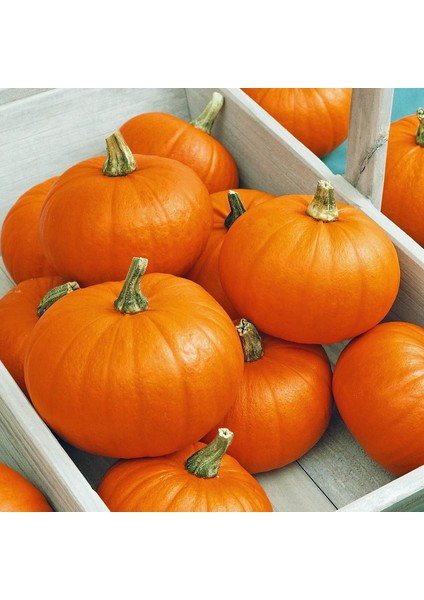 Spookie Balkabağı Tohumu