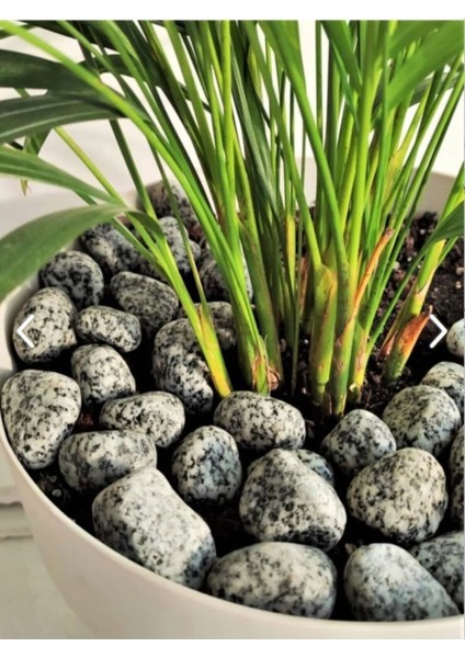 Benekli Dolomit Taşı 2-4 Cm, Bahçe ve Dekorasyon Için 5 kg